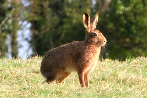 Hare