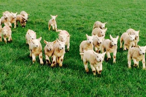 Lambs at Lligwy farm