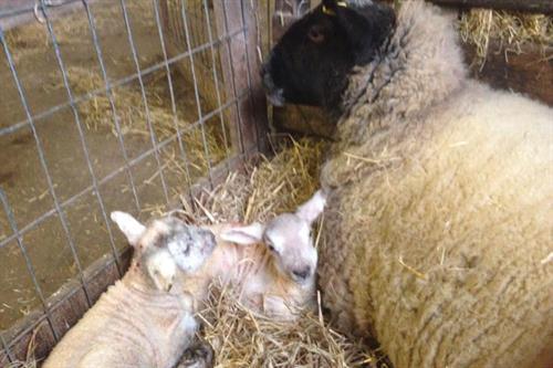 Lambs with mum