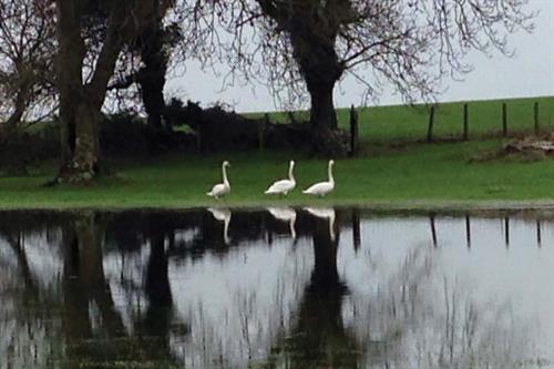 Swans at Lligwy farm