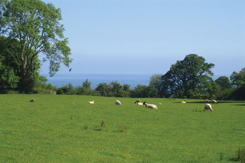 Plas Lligwy farm