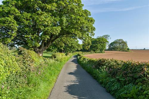 Country lane leading to Plas Lligwy