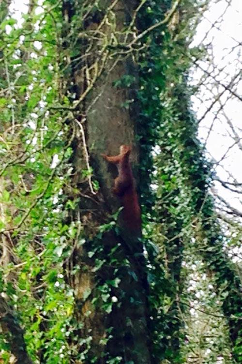 Red squirrel on the farm